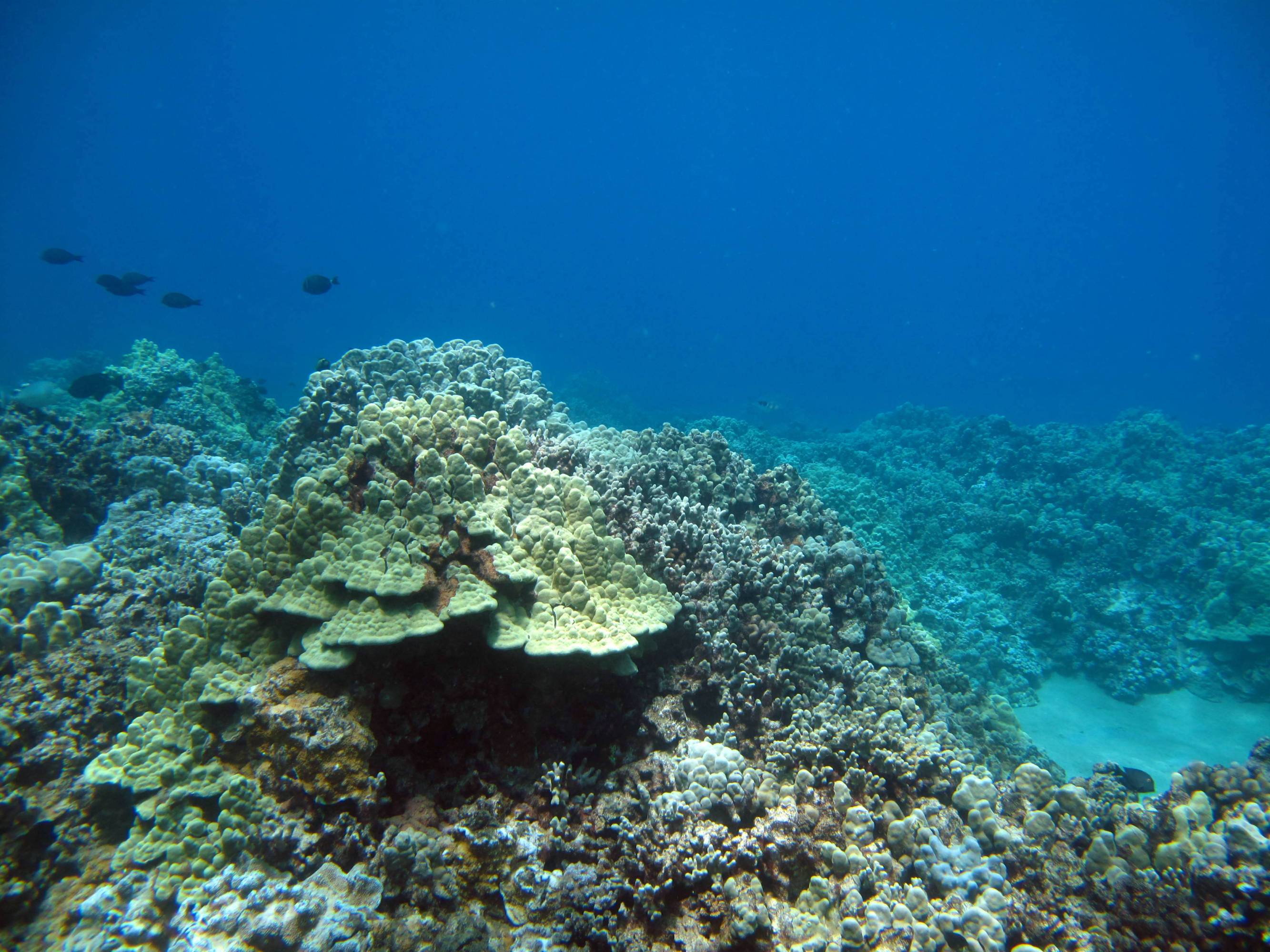 Maui s Coral Reefs 7 Ways to Help Banyan Tree Divers