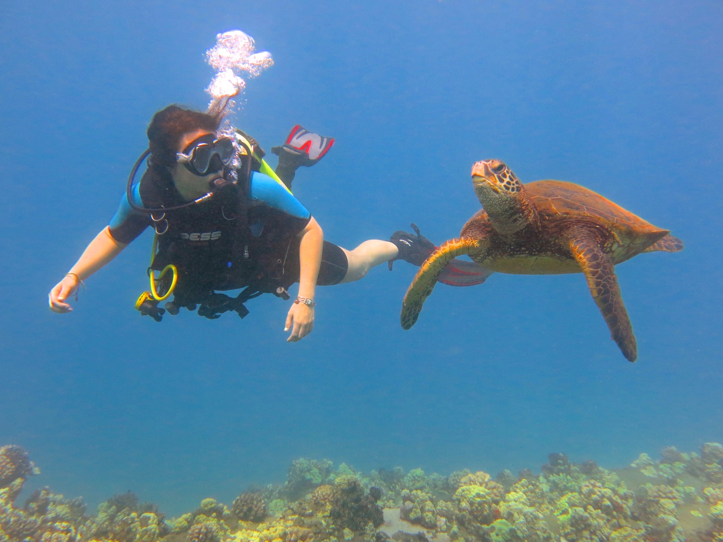 Discover Scuba Dive on Maui near a turtle at Mala Wharf.
