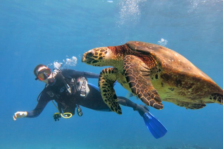 A turtle swimming under water with an introductory scuba diver in Lahaina, Maui