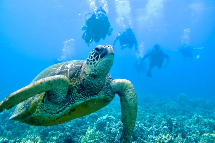 Green sea turtle swimming above a coral reef with scuba divers in the background in Kaʻanapali, Maui.