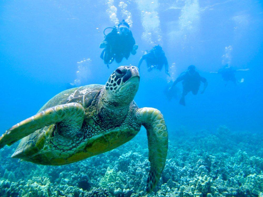 Green sea turtle swimming above a coral reef with scuba divers in the background in Kaʻanapali, Maui.