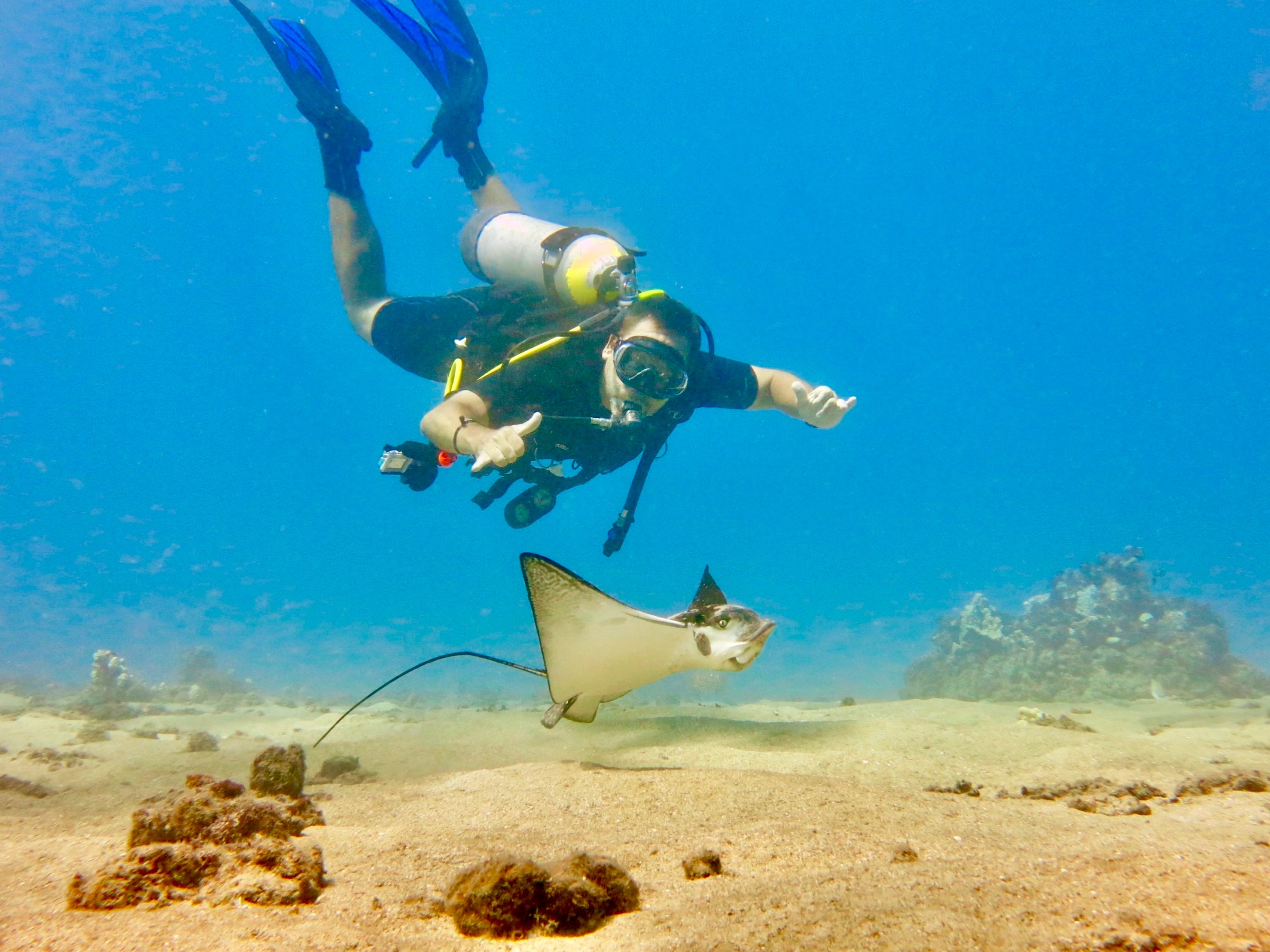 Scuba diver swimming above a ray as it glides over the sandy ocean floor.