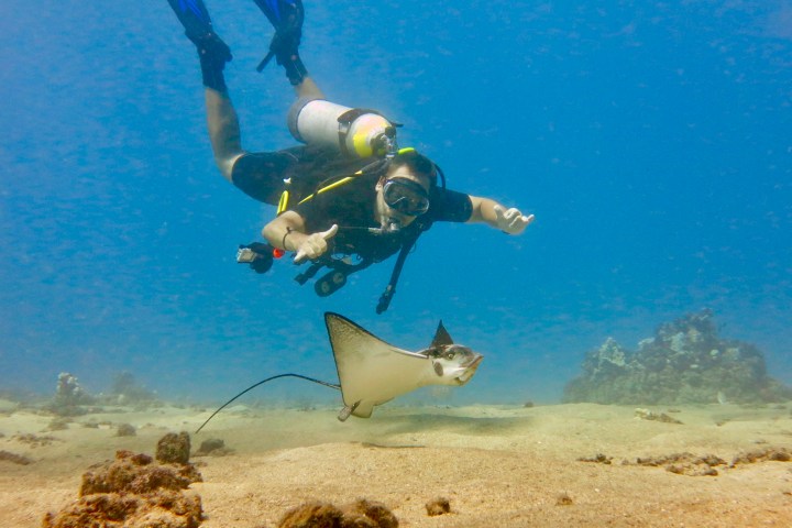 Maui scuba diver underwater near a swimming stingray over the sandy ocean floor.