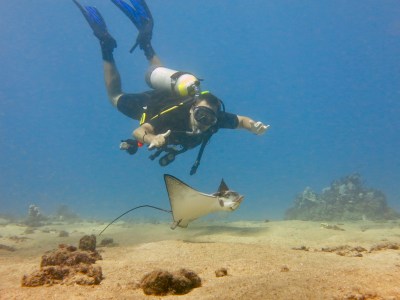 Maui scuba diver uses perfect buoyancy control near a stingray at Airport Beach.