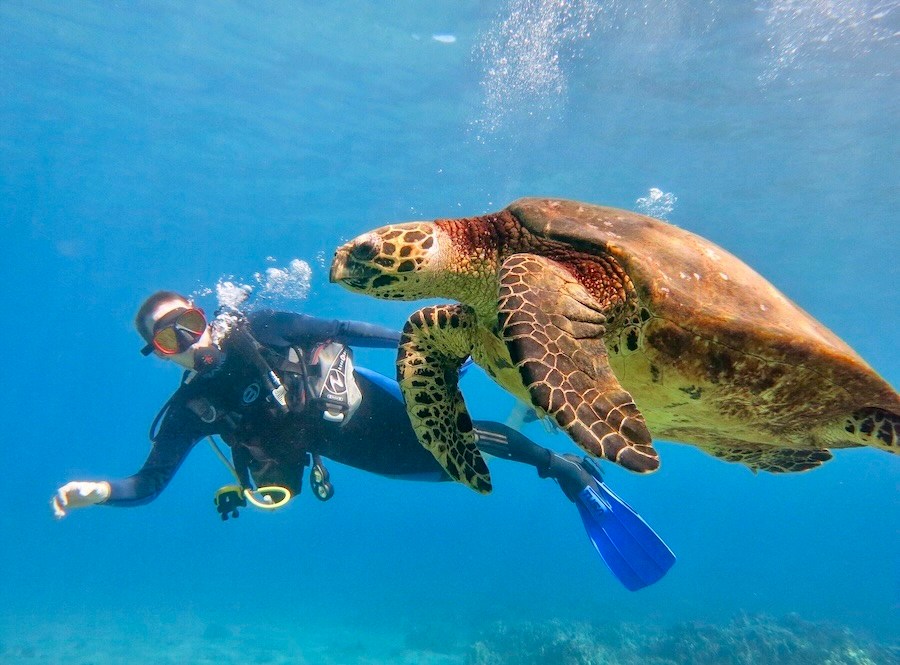 Sea turtle swimming in the foreground with a scuba diver above the reef behind it.