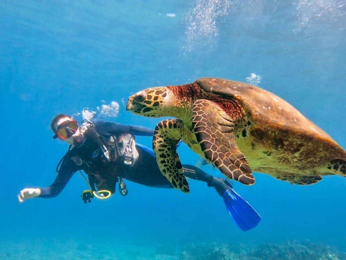 Sea turtle swimming in the foreground with a scuba diver above the reef behind it.
