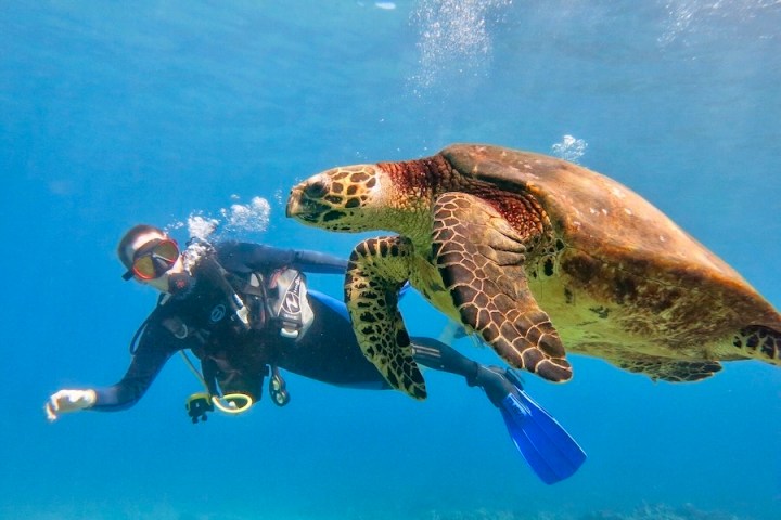 Sea turtle swimming in the foreground with a scuba diver above the reef behind it.