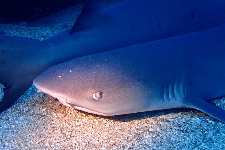 Sharks spotted night diving in Lahaina, Maui.