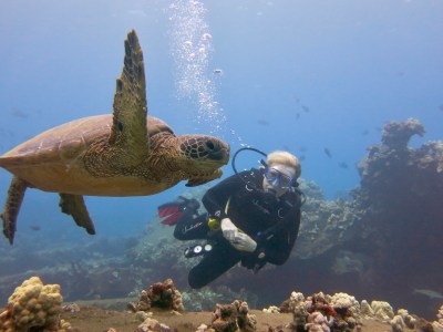 Private Maui scuba diver with professional neutral buoyancy control near a sea turtle at Mala Wharf.