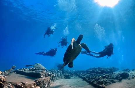 Scuba divers find turtles at Mala Wharf in Maui.