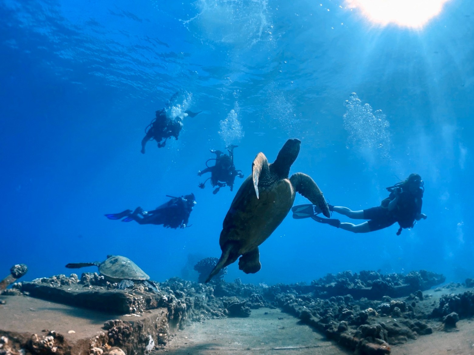 Scuba divers find turtles at Mala Wharf in Maui.