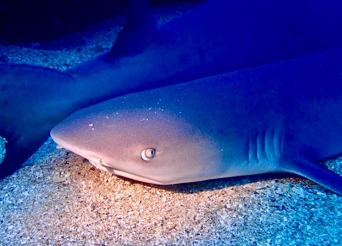 Two whitetip reef sharks resting on the sand at Mala Wharf in Lahaina.