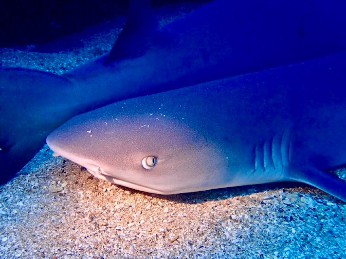 Two whitetip reef sharks resting on the sand at Mala Wharf in Lahaina.