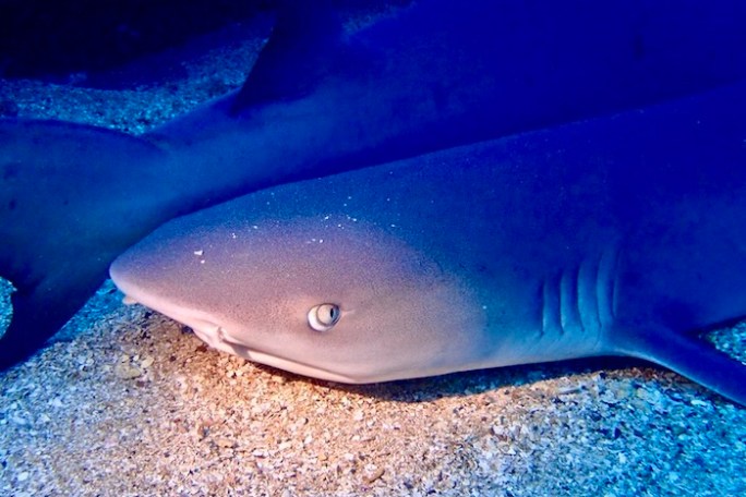 Two whitetip reef sharks resting on the sand at Mala Wharf in Lahaina.
