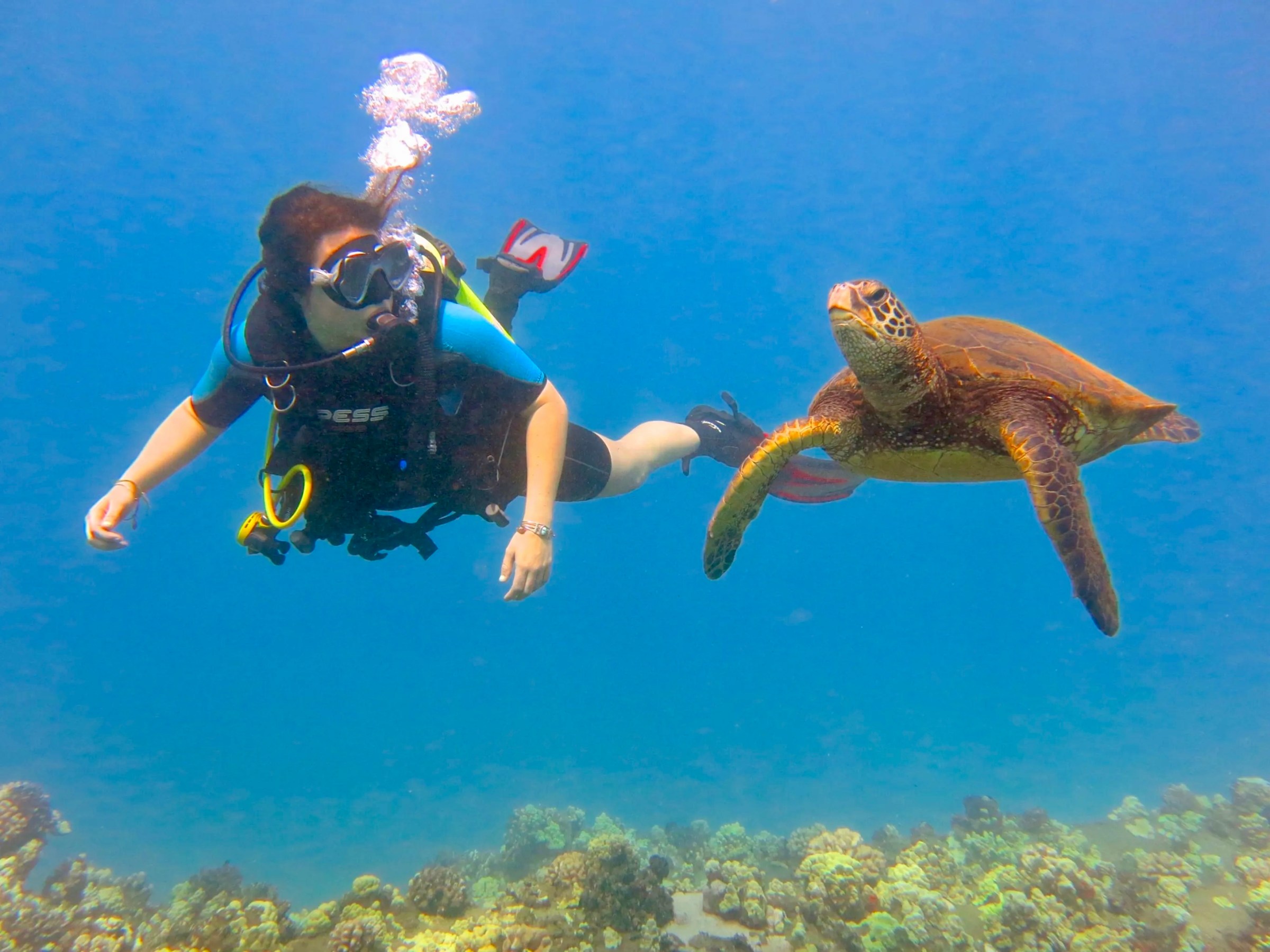 Scuba diver maintaining neutral buoyancy near a Hawaiian green sea turtle in Maui.