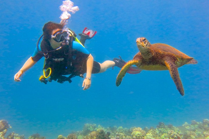 Scuba diver maintaining neutral buoyancy near a Hawaiian green sea turtle in Maui.
