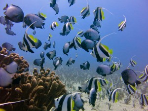 Maui fish swarming coral at the Airport Beach dive site.