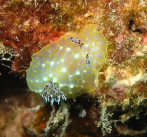 Maui macro of a colorful Gold-Lace Nudibranch at Mala Wharf.