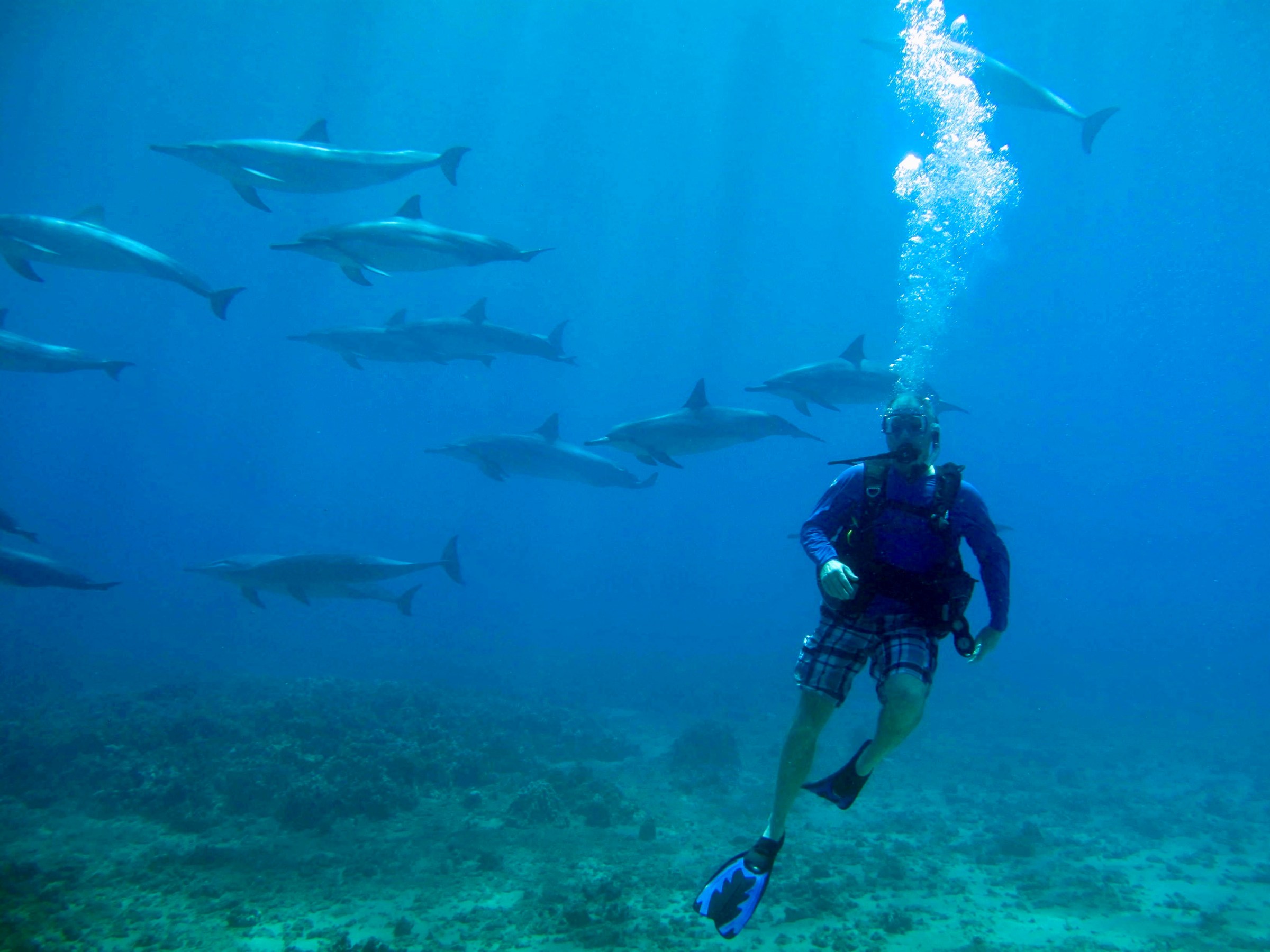 Maui scuba diving with a pod of Dolphins.