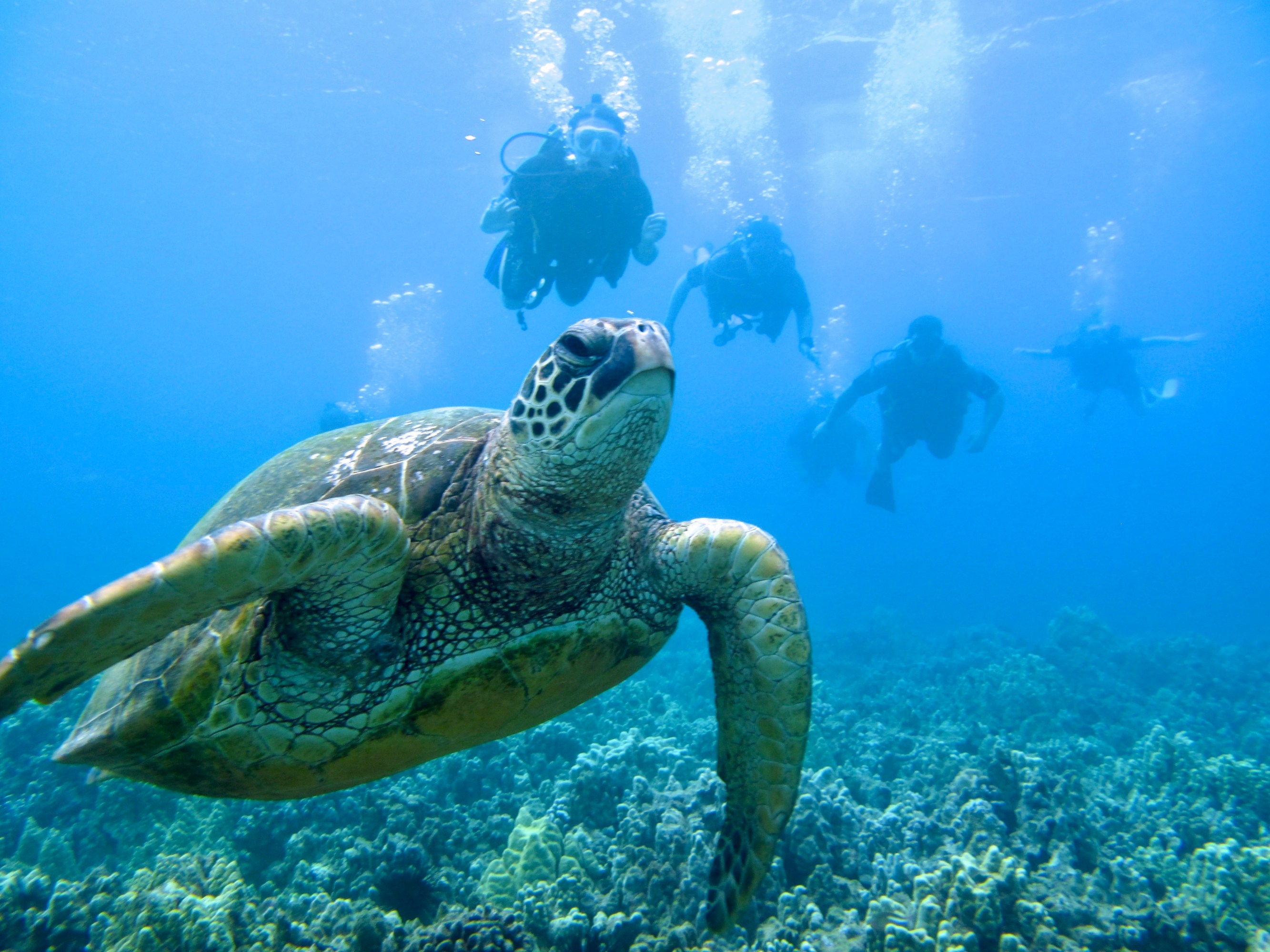 Scuba divers in Maui near a big Green Turtle.