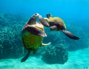 Maui turtles playing together at the Olowalu Mile Marker 14 scuba diving site.