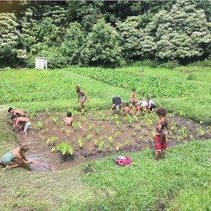 Community members tending traditional loʻi kalo at Kīpahulu ʻOhana in East Maui.