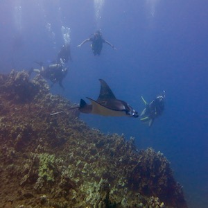 Maui diving with manta ray at Honolua Bay.