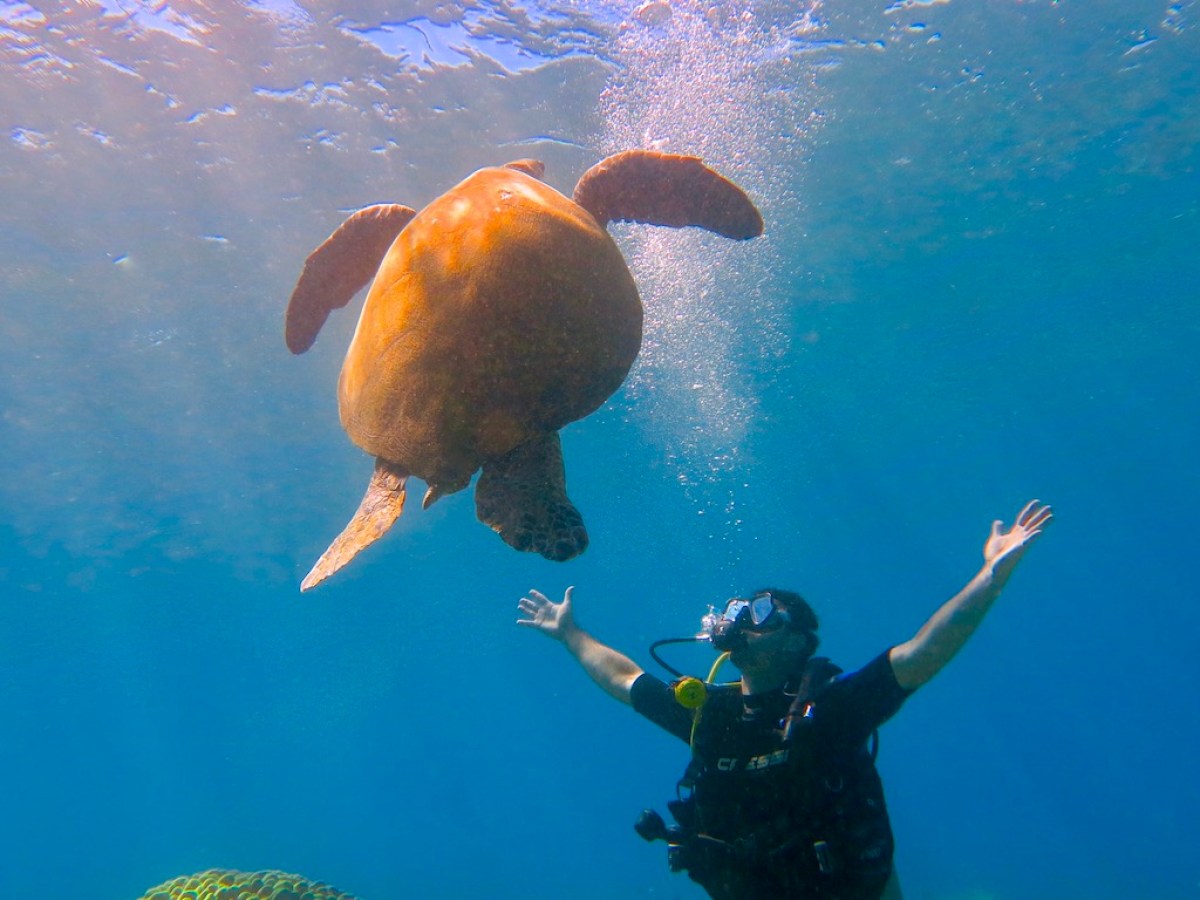 Scuba Diver greets a big turtle at Airport Beach in Maui.