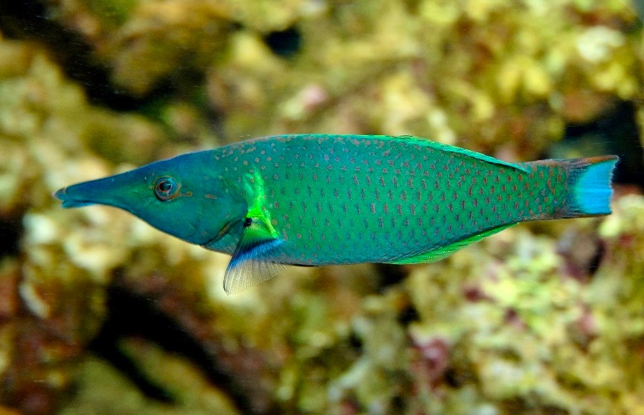 Green-blue bird wrasse with a long pointed snout and fine reddish markings swimming in front of reef rocks.