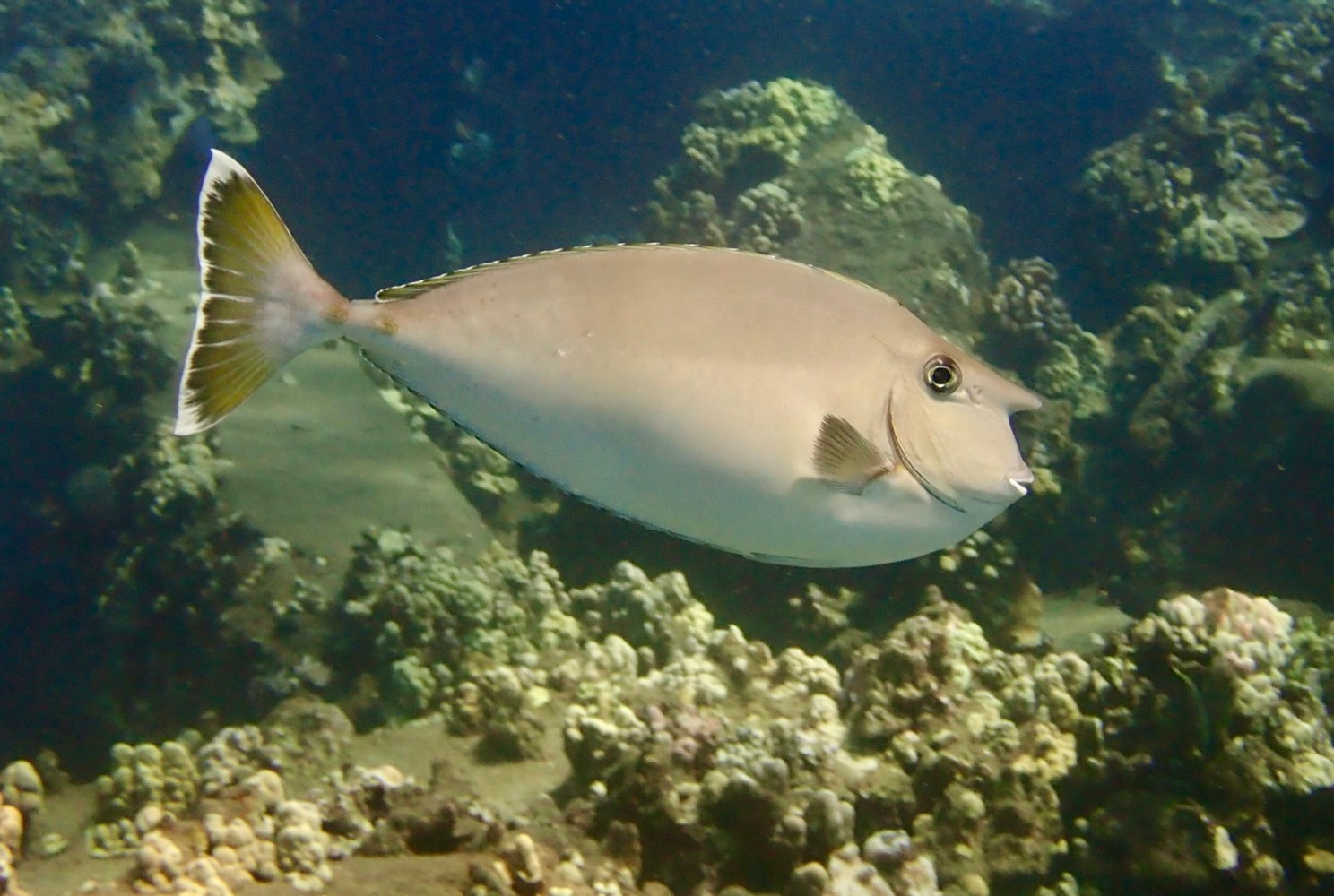 Bluespine unicornfish with a short forehead horn swimming above coral at Mala Wharf in Lahaina, Maui.