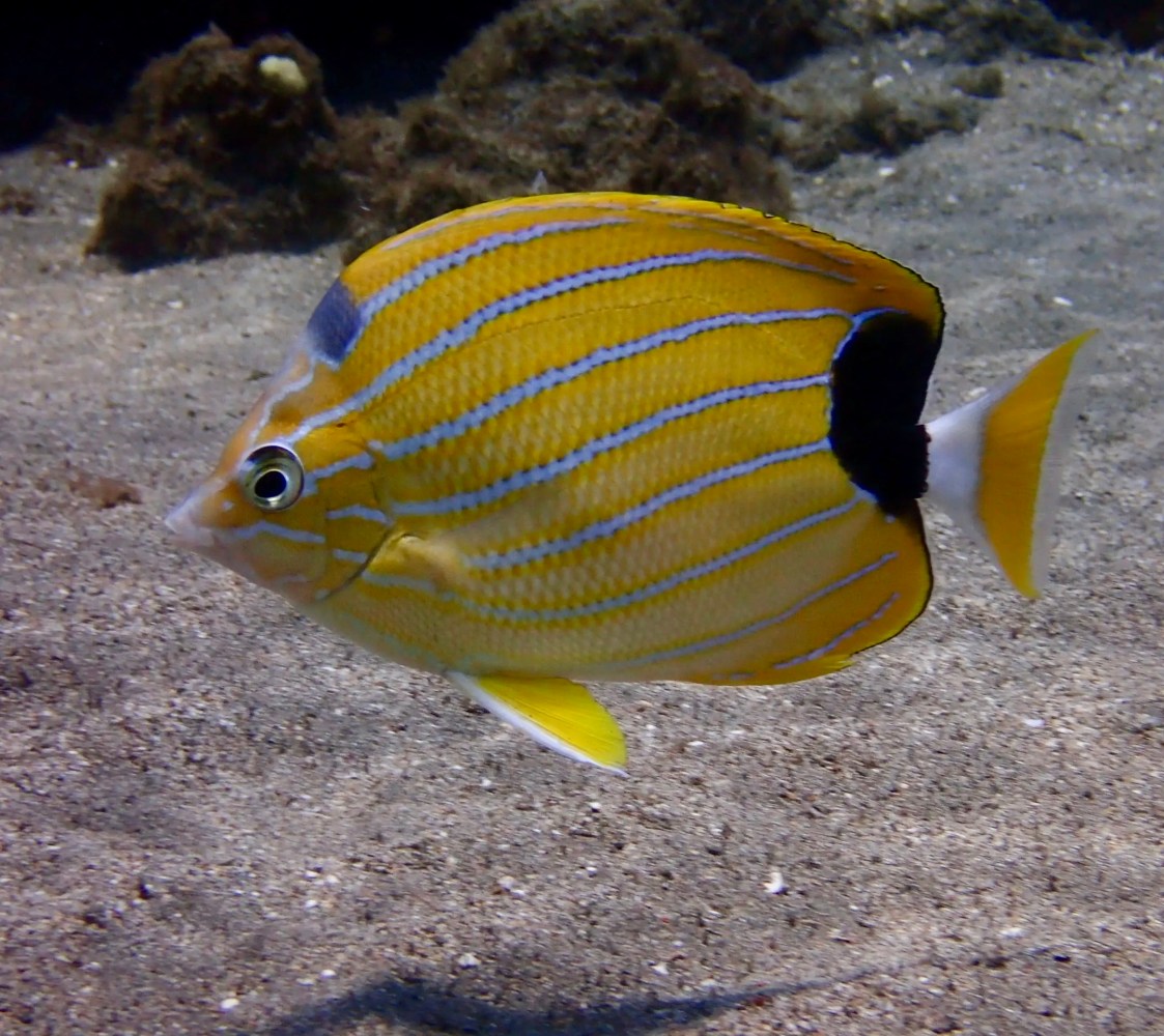 Yellow bluestripe butterflyfish with thin blue stripes and a black patch near its tail swimming above sand.