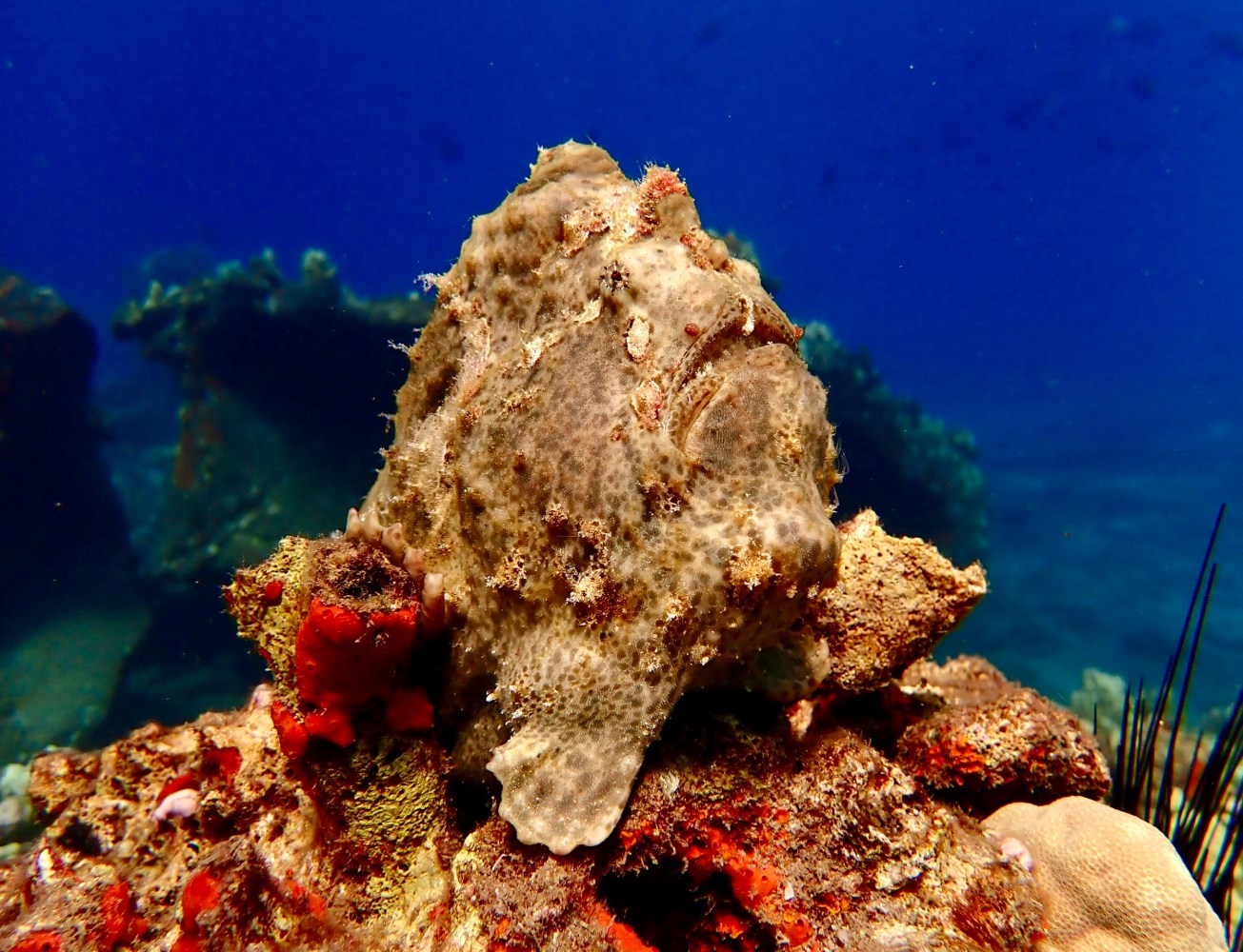 Mottled brown frogfish perched on reef rocks at Mala Wharf in Maui, with blue water behind it.