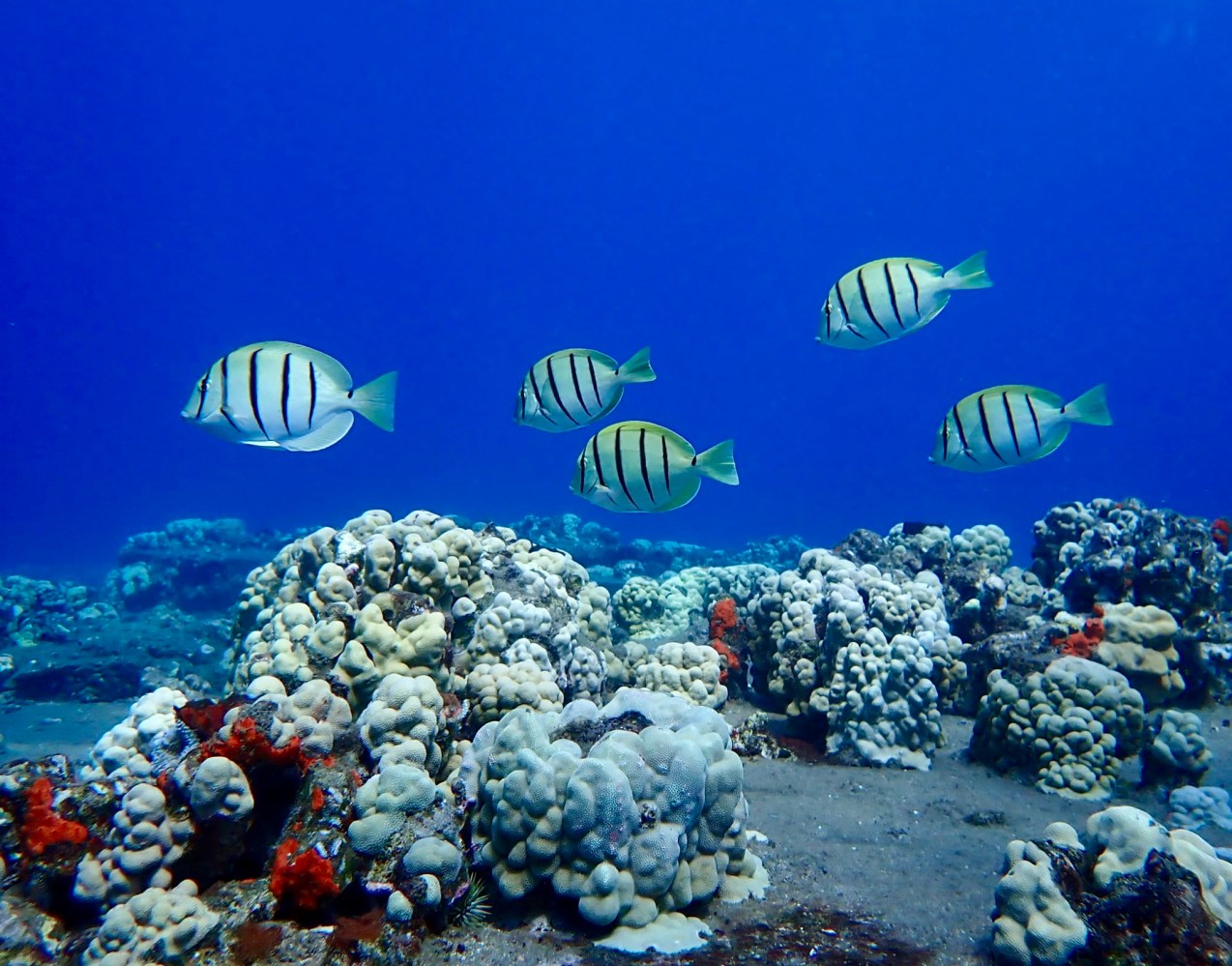 Five convict tang with pale bodies and black vertical stripes swimming above coral against deep blue water.
