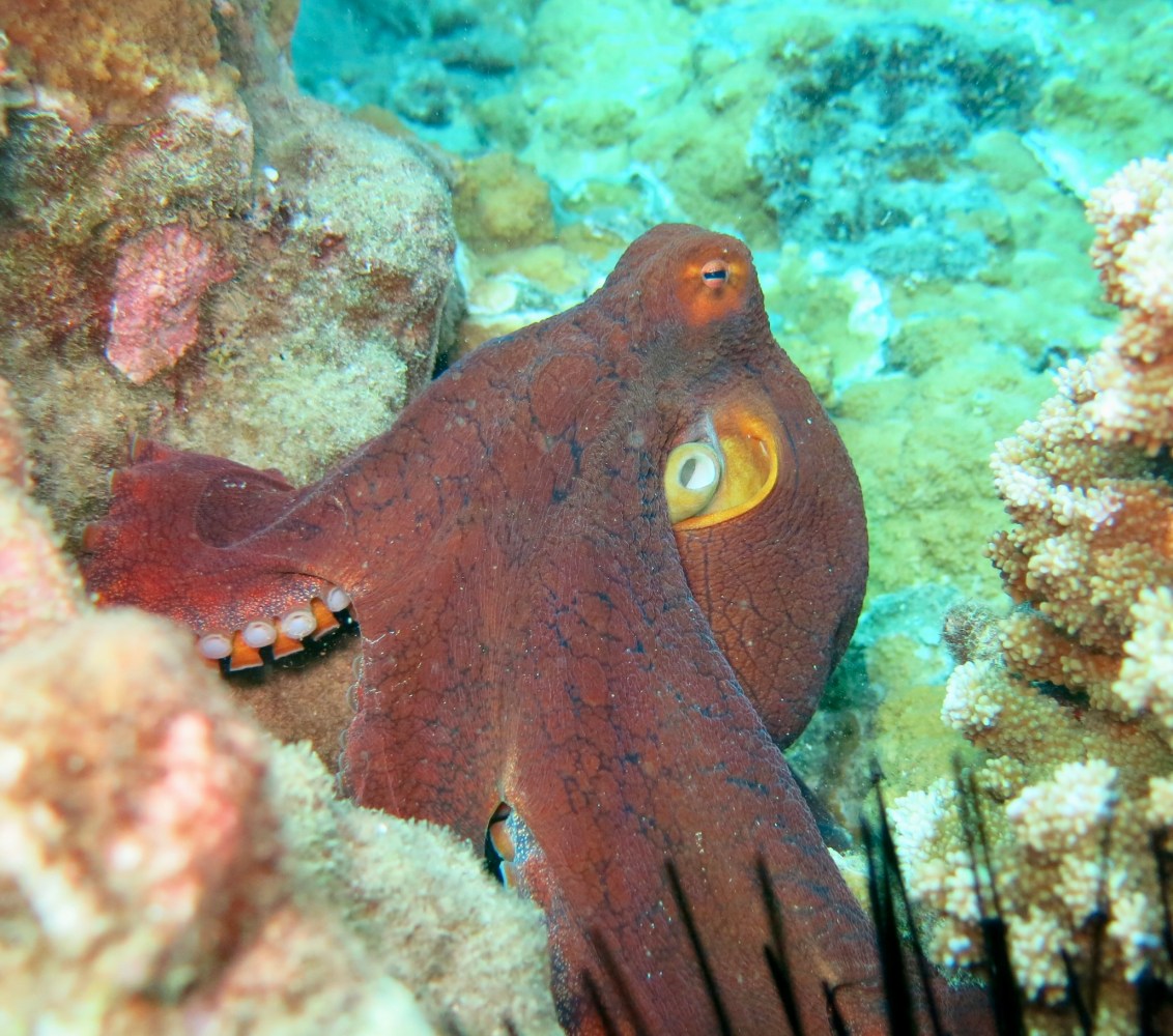 Reddish-brown day octopus nestled among rocks and coral at Olowalu, Maui, with an eye and arm suckers visible.