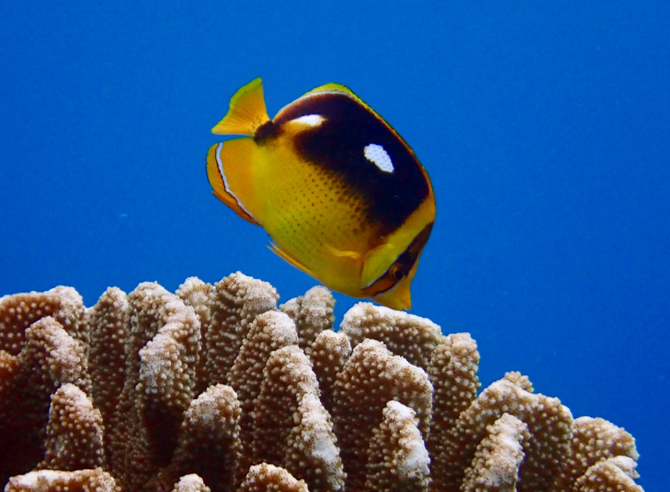 Yellow and black fourspot butterflyfish with two visible white spots swimming head-down above coral.