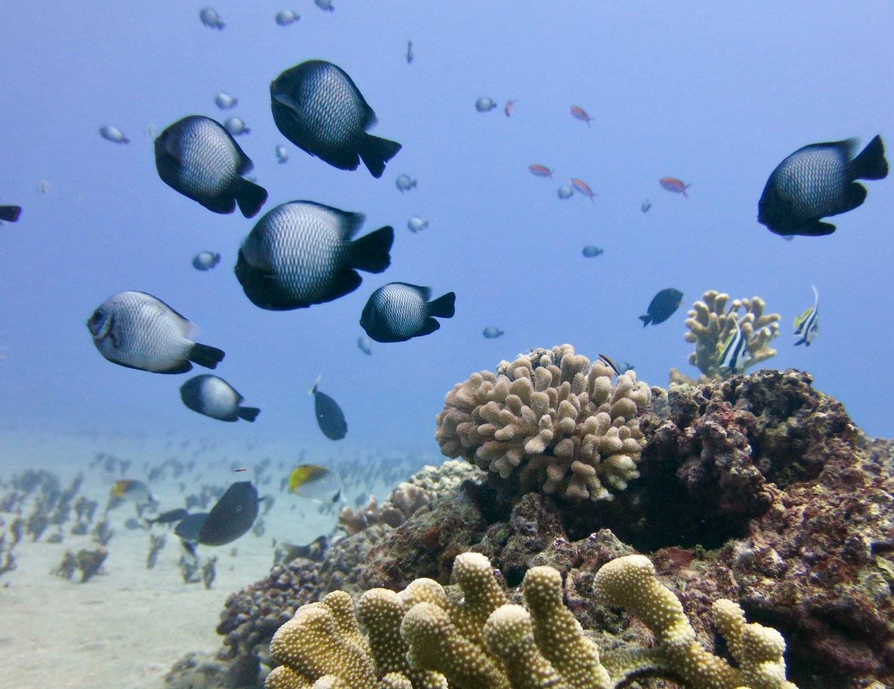 A group of Hawaiian damselfish with silvery sides and dark fins swimming above coral in Ka’anapali, Maui.