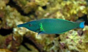 a close up of a bird wrasse