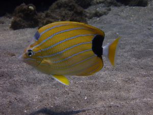 A close up of a bluestripe butterflyfish