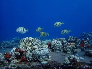 convict tang swimming along reef in Maui