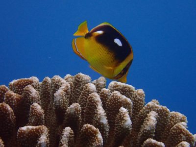 A close up of a fourspot butterflyfish at Mala Pier Lahaina
