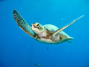 a hawaiian green turtle swimming in lahaina maui