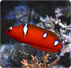 a close up of a juvenile yellowtail wrasse
