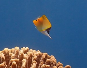 A longnose butterflyfish at Mala Pier Lahaina
