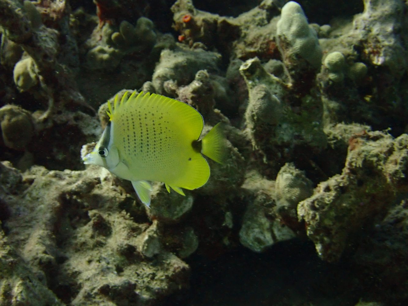 A close up view of a Lemon Milletseed Butterflyfish.