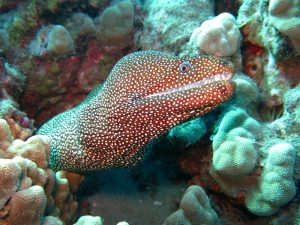 a moray eel emerges from the reef in maui
