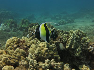 a moorish idol swims along the reef at Airport Beach Maui