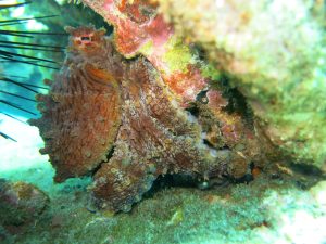 an octopus hides underneath reef