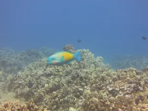 a parrotfish swims along the reef in Maui