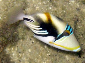 a close up of a picasso triggerfish
