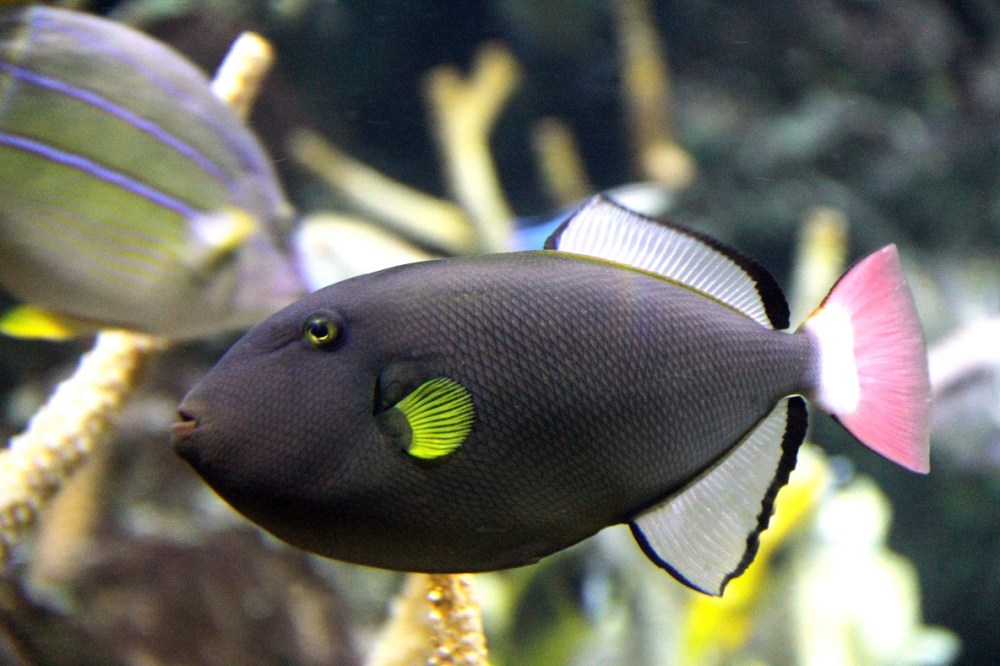 Pinktail triggerfish with a dark body, bright pink tail, and yellow pectoral fin.